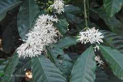 Coffea arabica